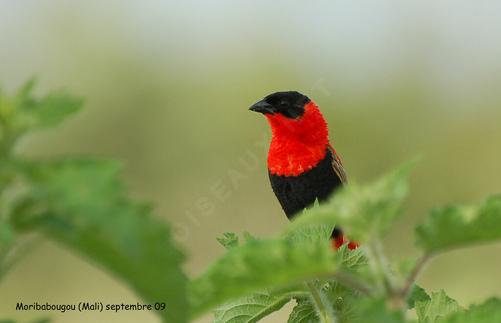 Northern Red Bishop male adult breeding, identification