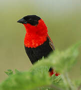 Northern Red Bishop