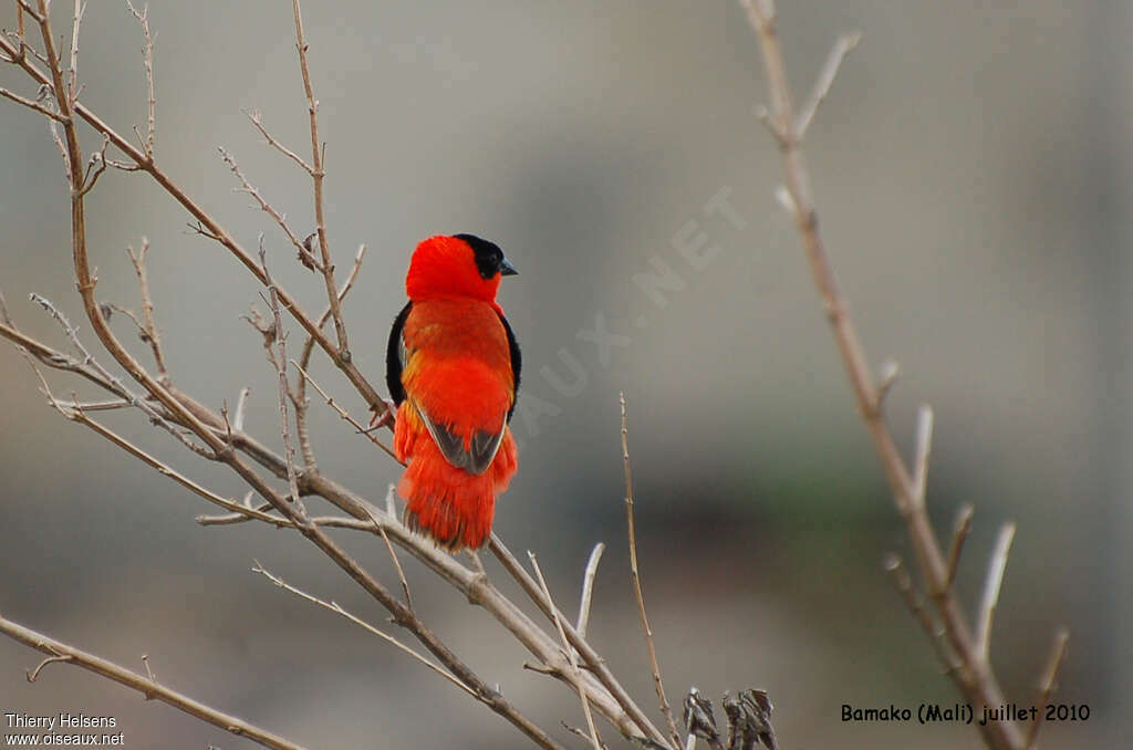 Northern Red Bishop male adult breeding, aspect, courting display