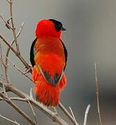 Northern Red Bishop