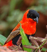 Northern Red Bishop