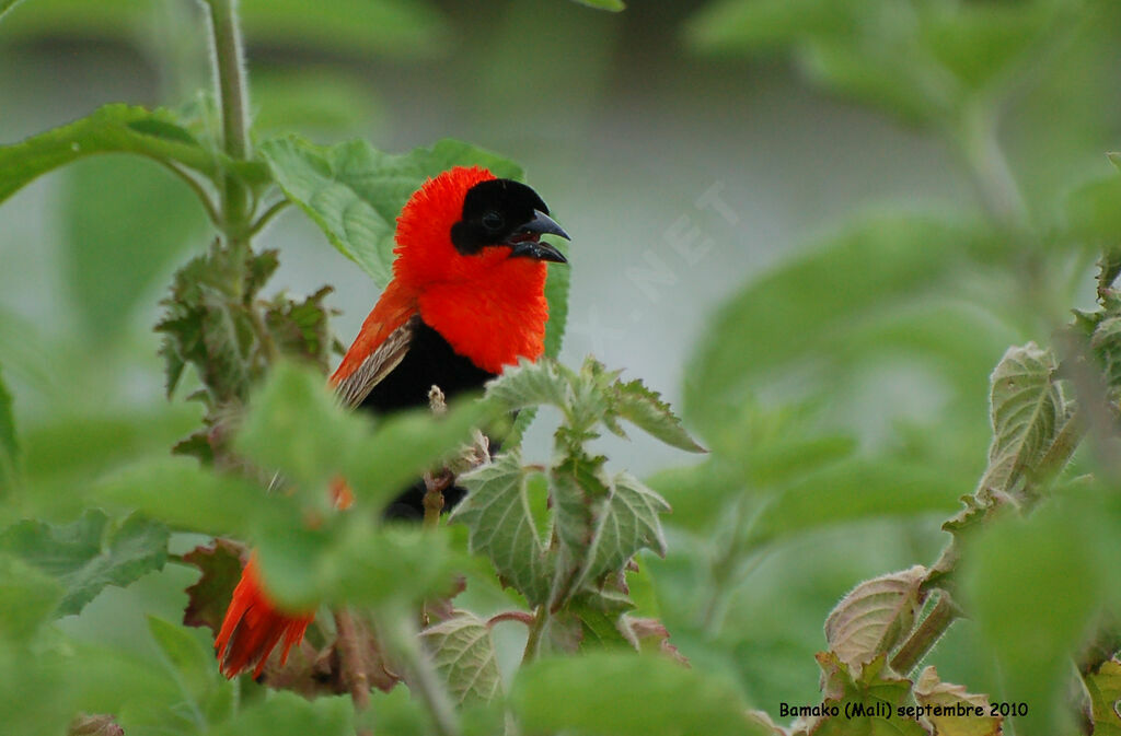 Northern Red Bishop male adult