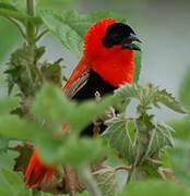 Northern Red Bishop