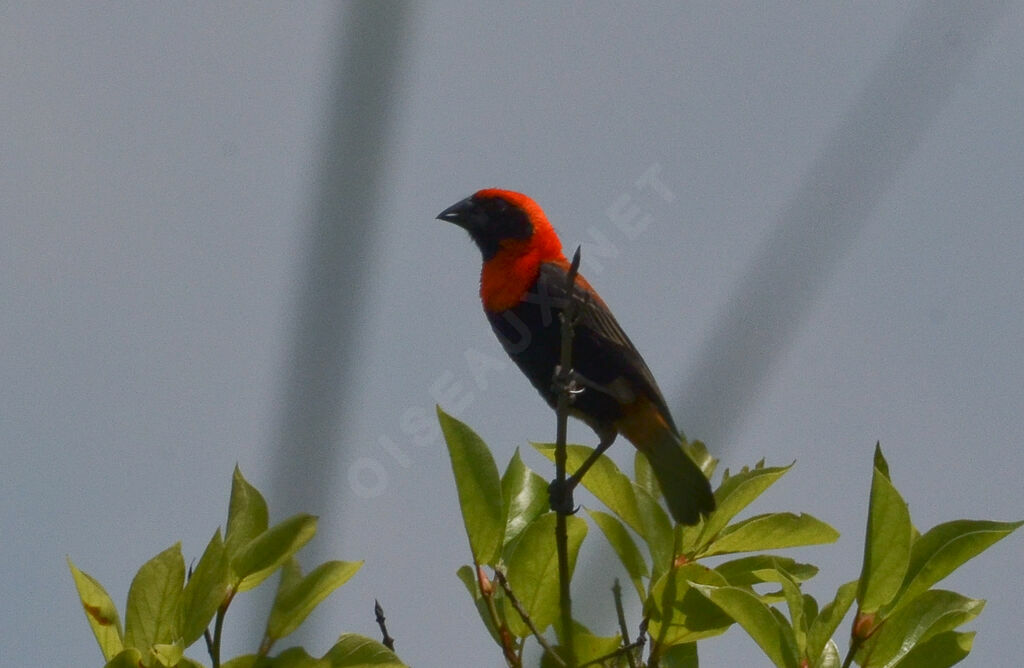 Black-winged Red Bishopadult, identification