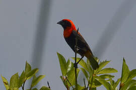 Black-winged Red Bishop