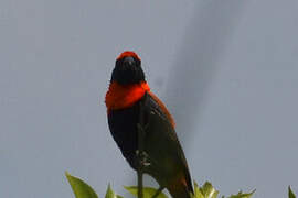 Black-winged Red Bishop