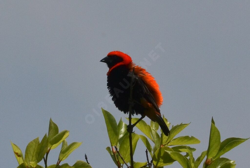 Black-winged Red Bishopadult breeding, identification