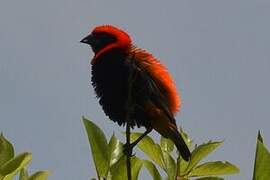 Black-winged Red Bishop