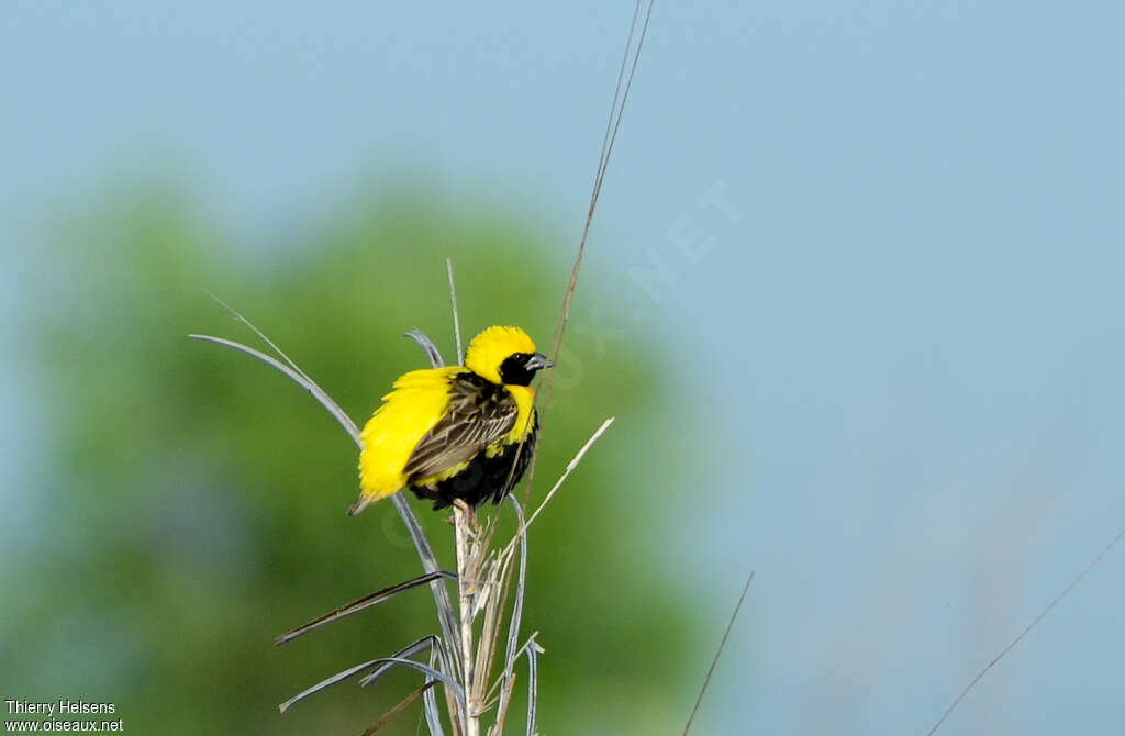 Yellow-crowned Bishopadult breeding, pigmentation, courting display