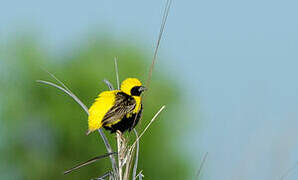 Yellow-crowned Bishop