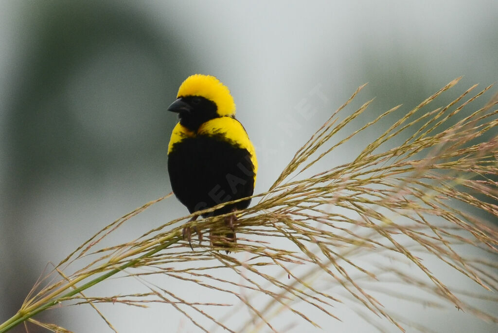 Yellow-crowned Bishopadult, identification