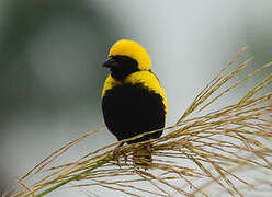 Yellow-crowned Bishop