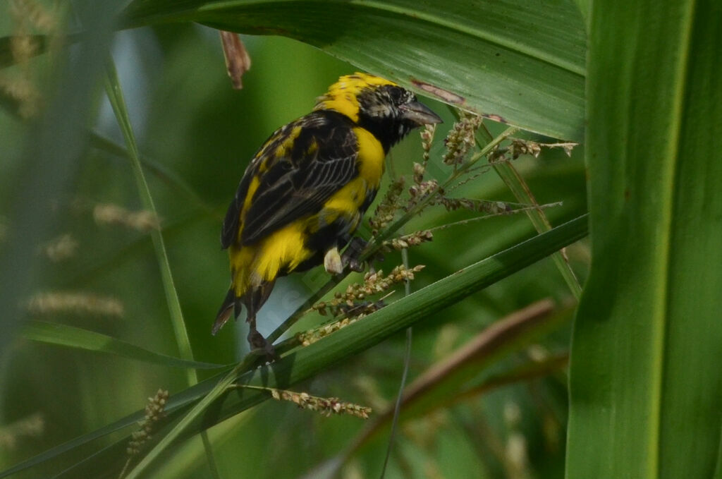 Yellow-crowned Bishopadult post breeding