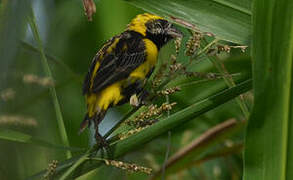 Yellow-crowned Bishop