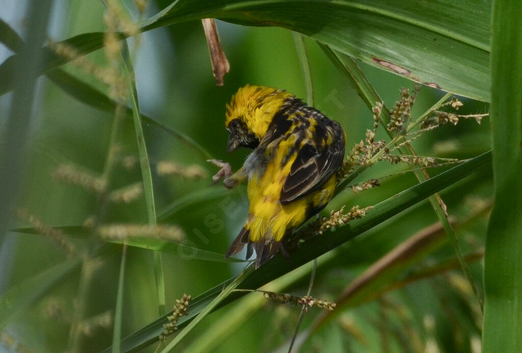 Yellow-crowned Bishopadult post breeding