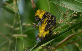 Yellow-crowned Bishop