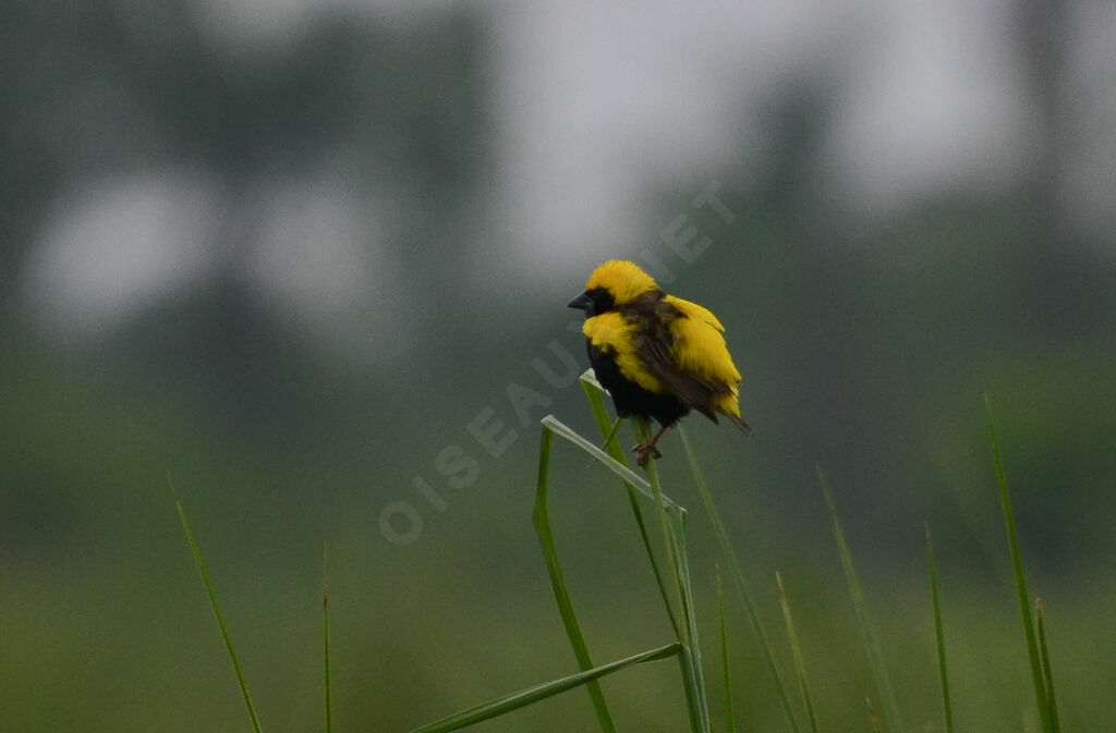 Yellow-crowned Bishopadult, identification