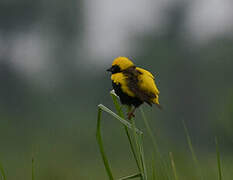 Yellow-crowned Bishop