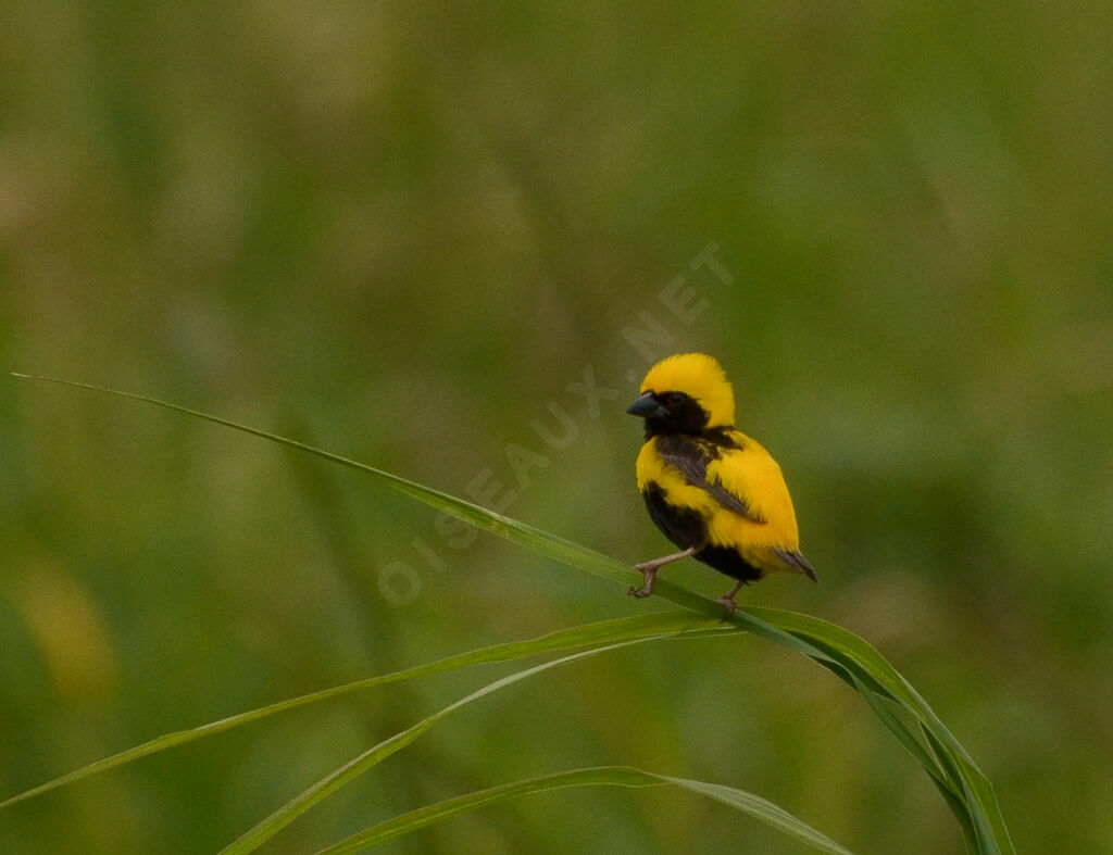 Euplecte vorabéadulte nuptial, identification