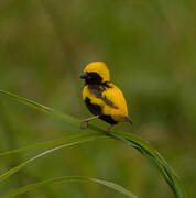 Yellow-crowned Bishop