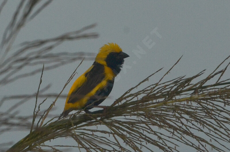 Yellow-crowned Bishop male adult breeding, identification