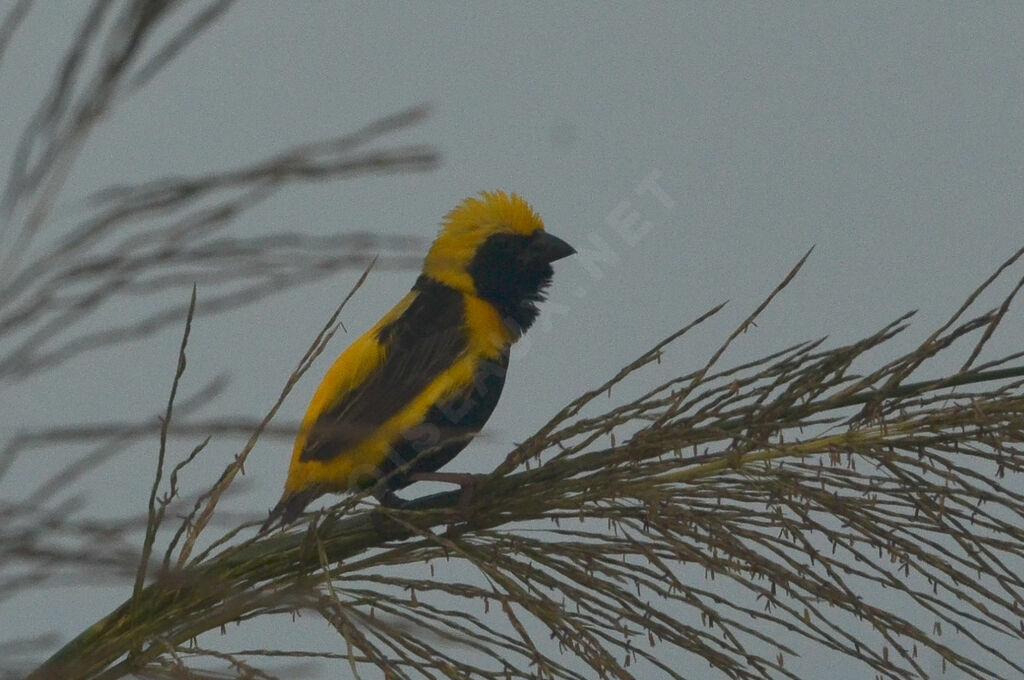 Yellow-crowned Bishop male adult breeding, identification