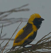 Yellow-crowned Bishop