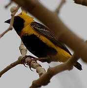 Yellow-crowned Bishop