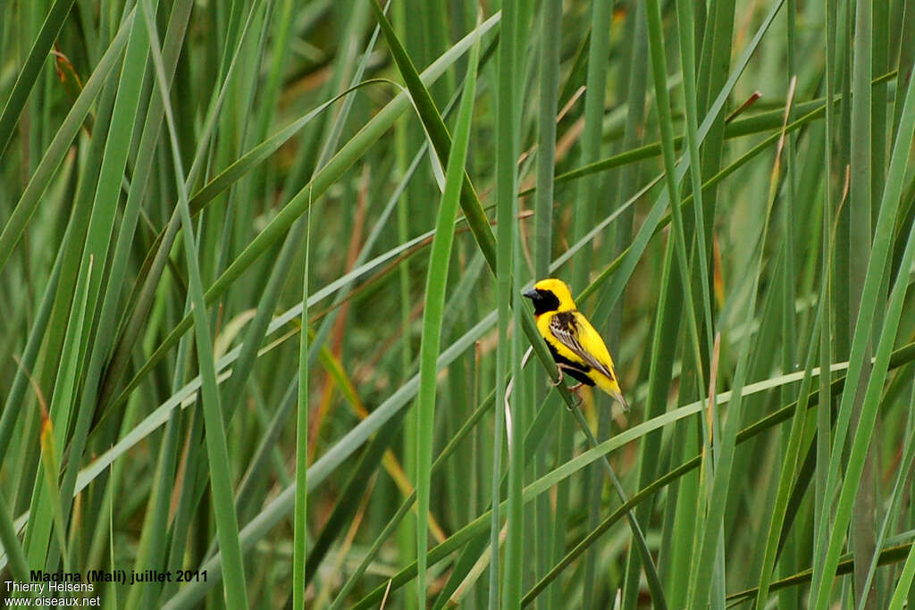 Yellow-crowned Bishopadult breeding