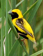 Yellow-crowned Bishop