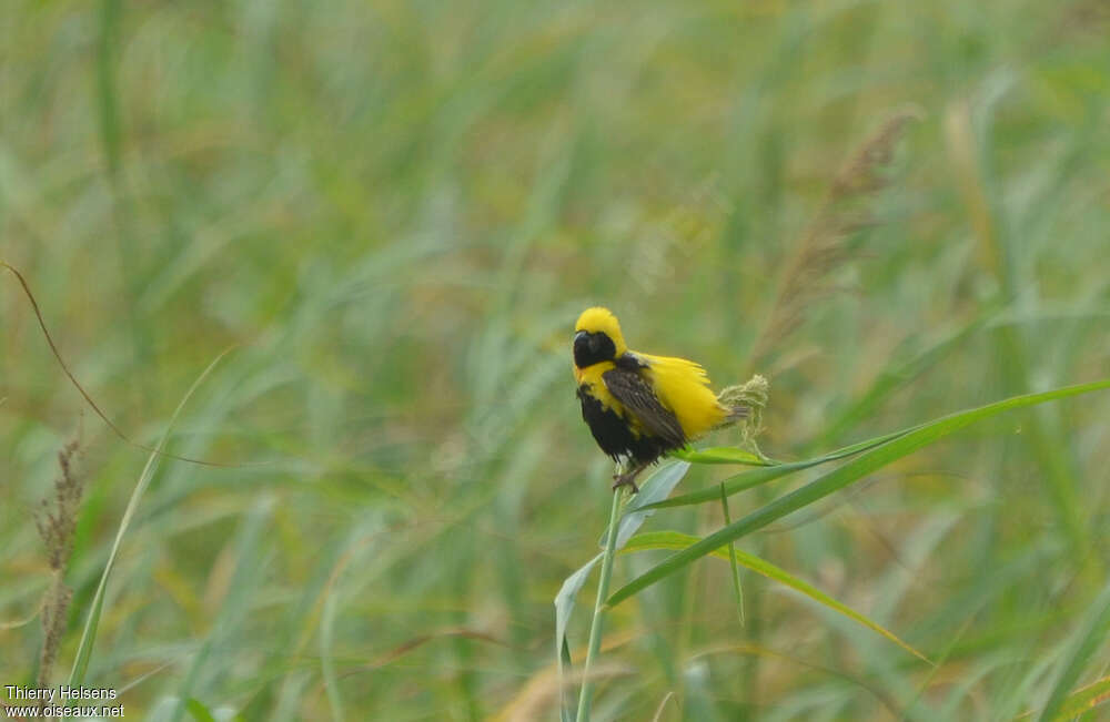 Yellow-crowned Bishopadult breeding, pigmentation, courting display