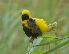 Yellow-crowned Bishop