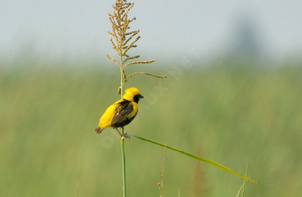 Yellow-crowned Bishopadult breeding, identification