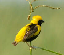 Yellow-crowned Bishop