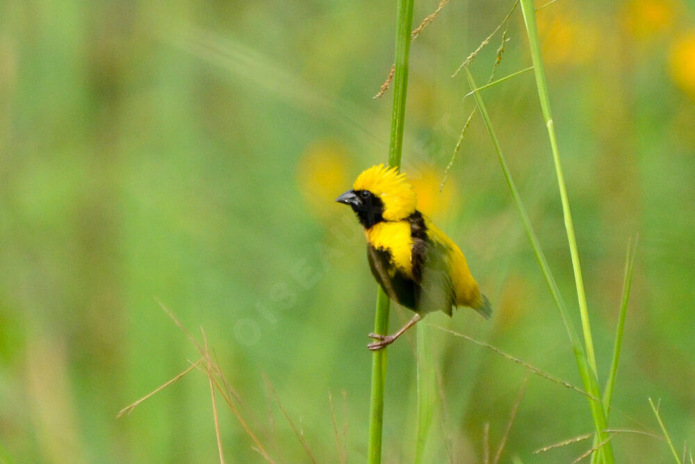 Yellow-crowned Bishopadult breeding, identification