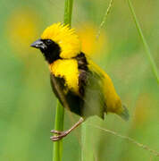 Yellow-crowned Bishop