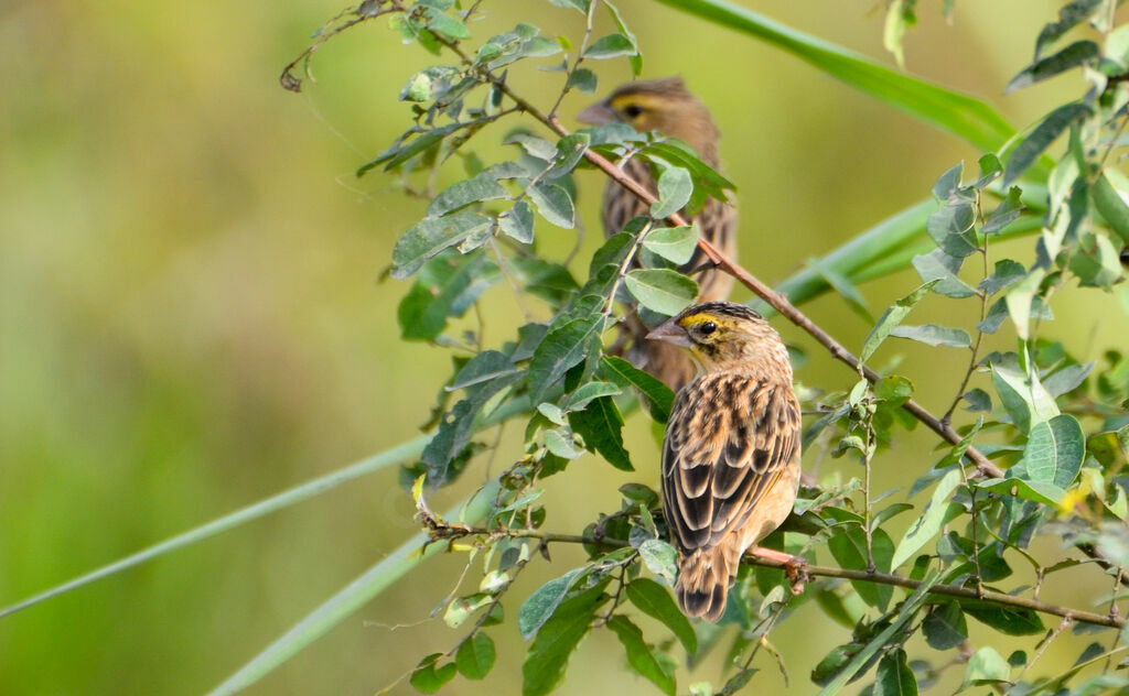 Euplecte vorabéadulte internuptial, identification