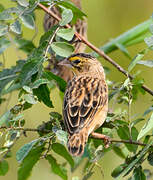 Yellow-crowned Bishop