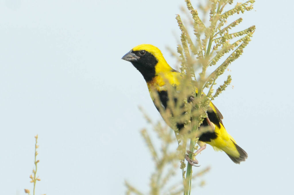 Yellow-crowned Bishopadult transition, identification