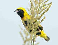 Yellow-crowned Bishop