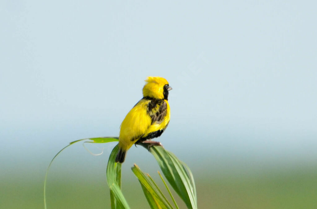 Yellow-crowned Bishopadult breeding, identification