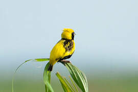 Yellow-crowned Bishop