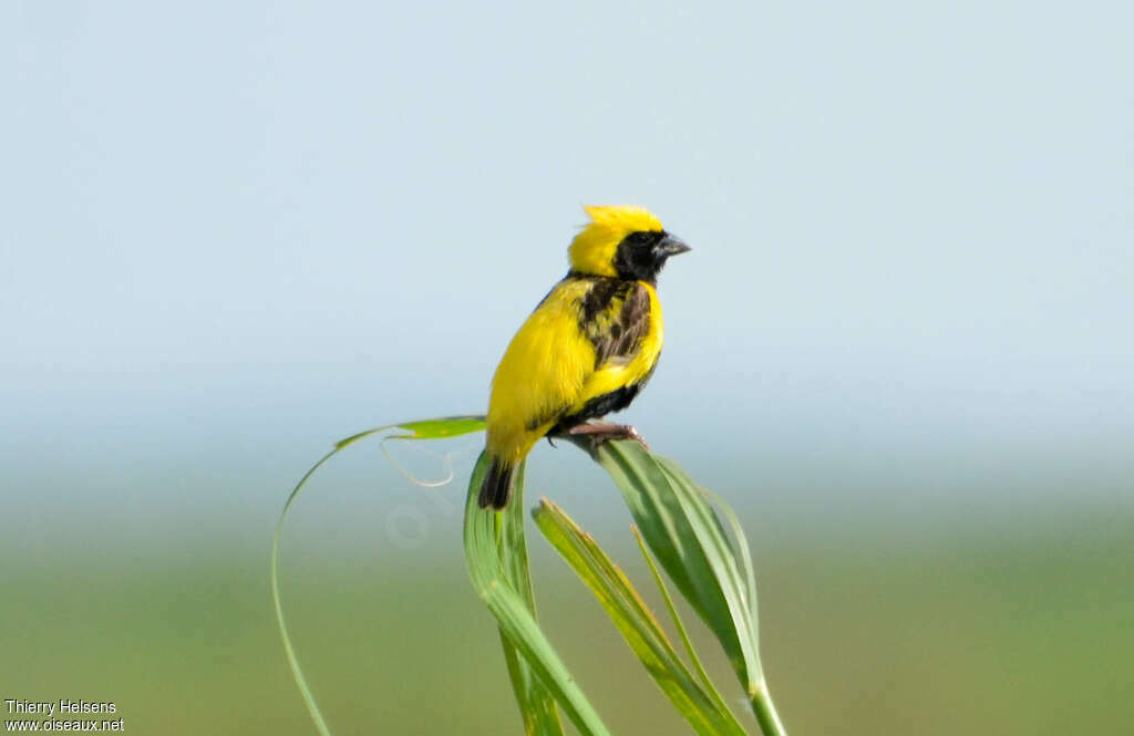 Yellow-crowned Bishop male adult breeding, identification