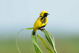 Yellow-crowned Bishop