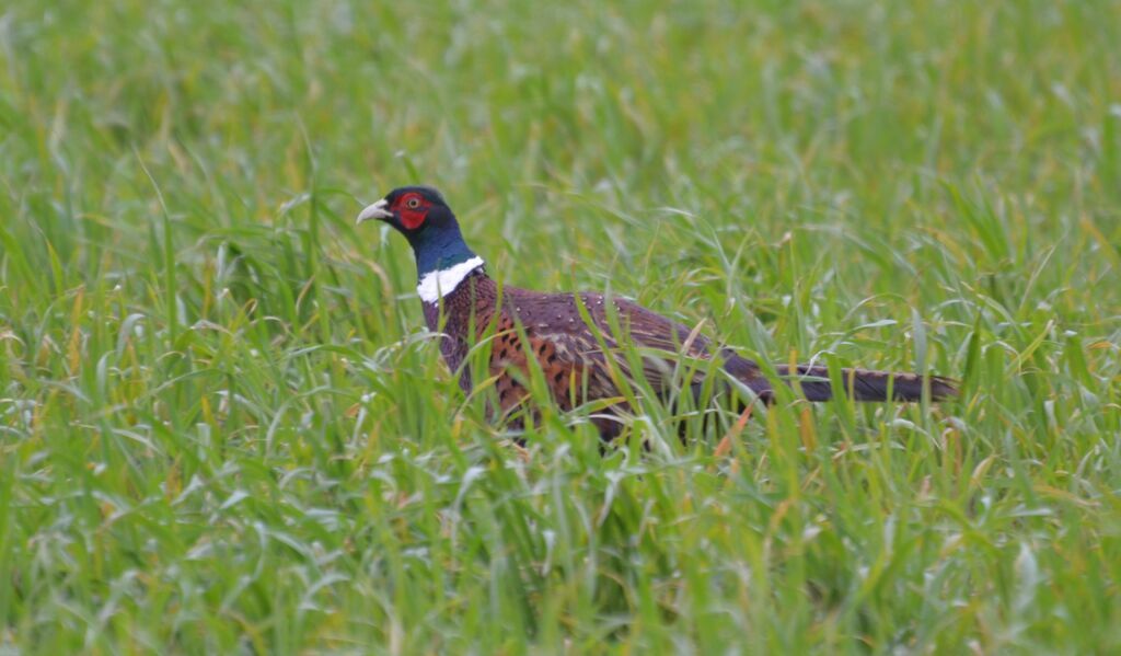 Common Pheasant male adult, identification