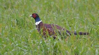 Common Pheasant