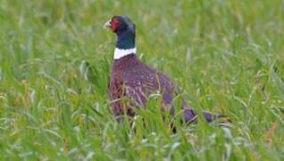 Common Pheasant