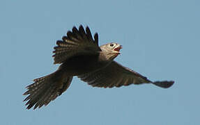 Grey Kestrel