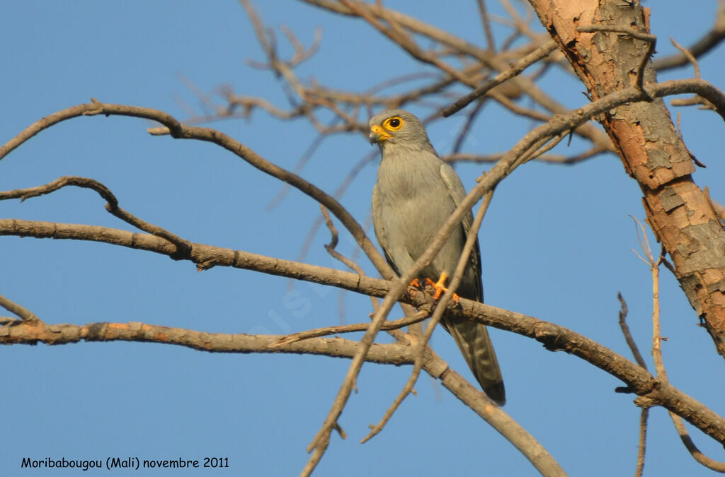 Grey Kestrel