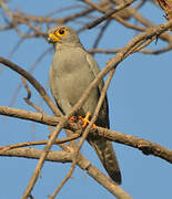 Grey Kestrel